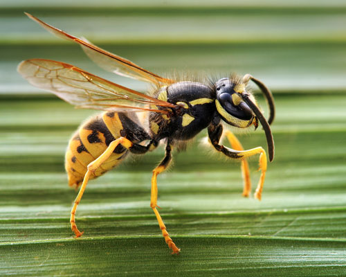 German Wasp